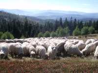 Oferta warsztatów edukacyjnych Projektu Life+ Beskidy