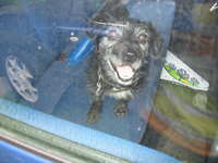 Zagubiony pies w Twardorzeczce