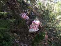 Kolejne dzikie wysypisko śmieci zgłoszone na policję