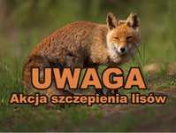 Jesiena akcja szczepienia lisów